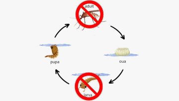 029_4517_01.00_00_00_00.Still013