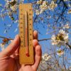 Wooden,Thermometer,In,Hand,On,A,Background,Of,A,Blossoming