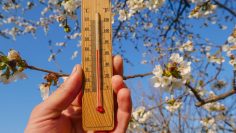 Wooden,Thermometer,In,Hand,On,A,Background,Of,A,Blossoming