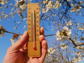 Wooden,Thermometer,In,Hand,On,A,Background,Of,A,Blossoming
