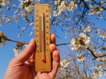Wooden,Thermometer,In,Hand,On,A,Background,Of,A,Blossoming