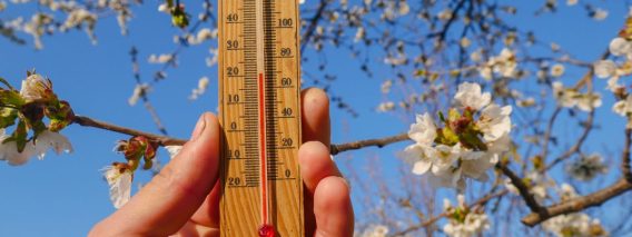 Wooden,Thermometer,In,Hand,On,A,Background,Of,A,Blossoming