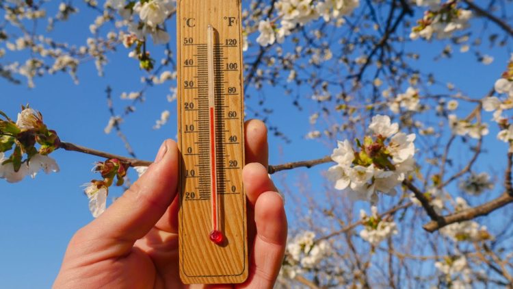 Wooden,Thermometer,In,Hand,On,A,Background,Of,A,Blossoming