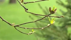 meteo