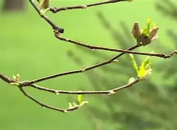 meteo