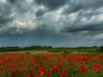 meteo
