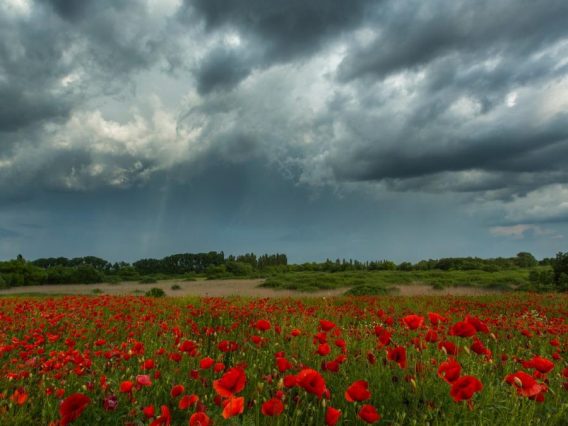 meteo